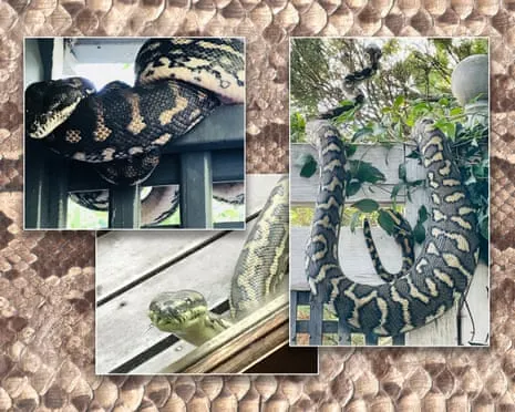 Welcoming the Snakes in the Roof: A Journey from Fear to Respect
